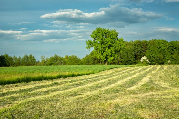 Vegetation Removal in Mechanicsburg